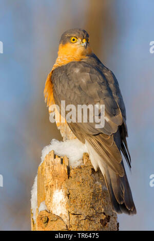 Northern Sperber (Accipiter nisus), männlich Sitzen auf einem schneebedeckten gebrochen Baumstamm, Deutschland, Bayern Stockfoto