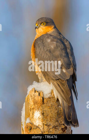 Northern Sperber (Accipiter nisus), männlich Sitzen auf einem schneebedeckten gebrochen Baumstamm, Deutschland, Bayern Stockfoto