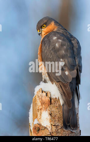 Northern Sperber (Accipiter nisus), männlich Sitzen auf einem schneebedeckten gebrochen Baumstamm, Deutschland, Bayern Stockfoto