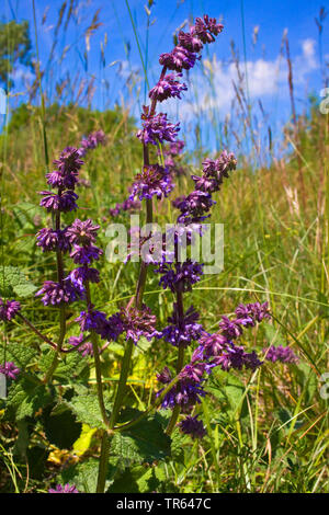 Whorled Salbei, lila Salbei (Salvia verticillata), blühen in einer Wiese, Deutschland, Bayern Stockfoto