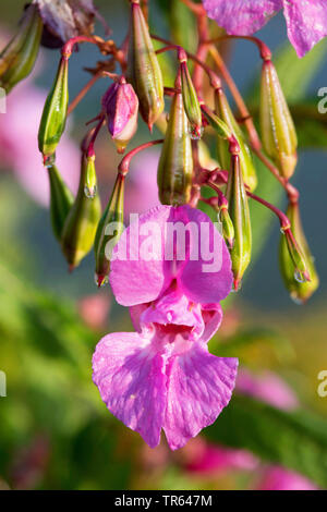 Himalayan Balsam, Balsam, rote Indische Springkraut, ornamentalen Springkraut, der Polizist Helm (Impatiens glandulifera), Blumen- und jungen Früchte, Deutschland Stockfoto