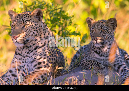 Leopard (Panthera pardus), leopardin ruht mit einem jungen Tier im Schatten, Botswana Stockfoto