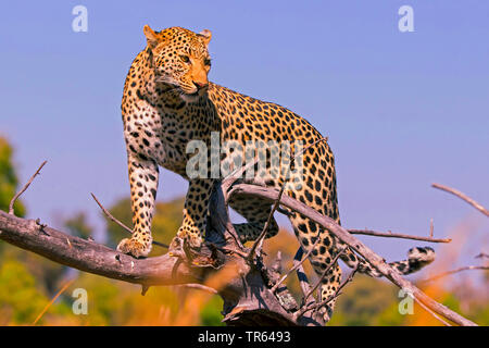 Leopard (Panthera pardus), männlich stehend auf einem toten Baum, Botswana Stockfoto