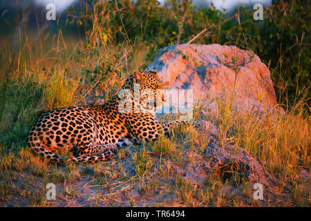 Leopard (Panthera pardus), dösen Männlich, Botswana Stockfoto