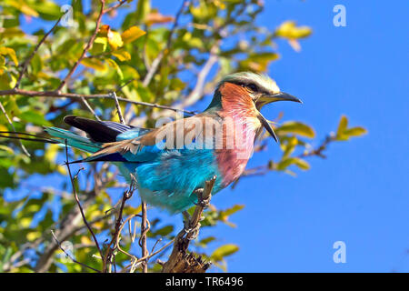 Lilac-breasted Roller (Coracias caudata), Wohnzimmer mit offener Rechnung auf einem toten Zweig, Seitenansicht, Botswana Stockfoto