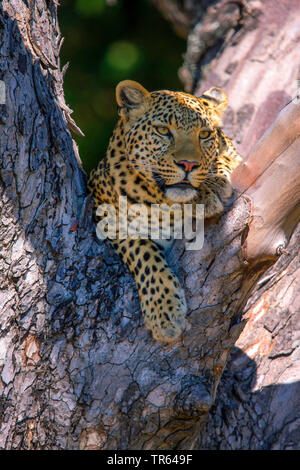 Leopard (Panthera pardus), Weibliche ruht in einer Astgabel, Vorderansicht, Botswana Stockfoto