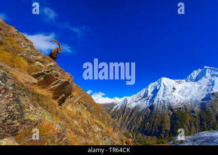 Alpensteinbock (Capra ibex, Capra ibex Ibex), Buck steht auf einem Felsen und nach unten schaut, schneebedeckte Bergkulisse im Hintergrund, Italien, Aostatal, Nationalpark Gran Paradiso Stockfoto