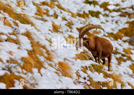 Alpensteinbock (Capra ibex, Capra ibex Ibex), Buck Fütterung in einer Bergwiese mit bleibt der Schnee, Italien, Aostatal Stockfoto