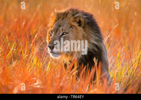 Löwe (Panthera leo), Männliche Löwen in der Savanne, Porträt, Botswana Stockfoto