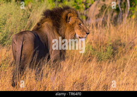 Löwe (Panthera leo), männliche Löwe stand in der Savanne im Abendlicht, Botswana Stockfoto