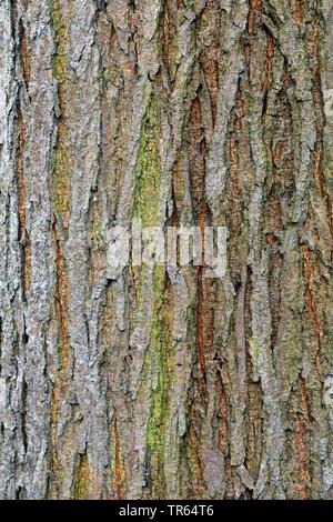 Scotch-Elm, Wych Ulme (Ulmus Glabra, Ulmus Scabra), bark, Deutschland Stockfoto