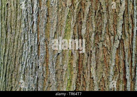 Scotch-Elm, Wych Ulme (Ulmus Glabra, Ulmus Scabra), bark, Deutschland Stockfoto