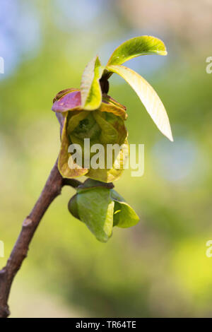 gemeinsamen Papaya, Cherimoya (Asimina Triloba), Blumen Stockfoto