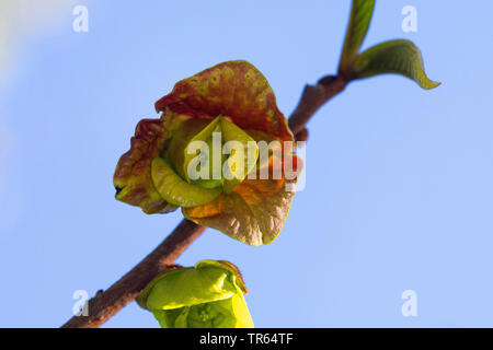 gemeinsamen Papaya, Cherimoya (Asimina Triloba), Blumen Stockfoto