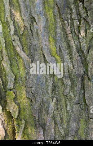 gemeinsamen Hainbuche, Europäische Hainbuche (Carpinus Betulus), Rinde, Deutschland Stockfoto