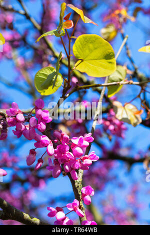 Judas Tree (Cercis siliquastrum,, Siliquastrum orbicularis), blühender Zweig, Deutschland Stockfoto