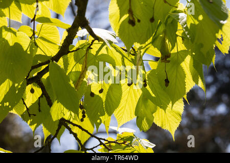 Kaukasische Kalk, kaukasische Linden, Bigleaf Linden, Bigleaf Linde (Tilia dasystyla, Tilia caucasica), Zweig mit Früchten in der Hintergrundbeleuchtung Stockfoto