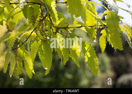 Libanon Eiche (Quercus libani, Quercus vesca), Zweigniederlassung in Hintergrundbeleuchtung Stockfoto