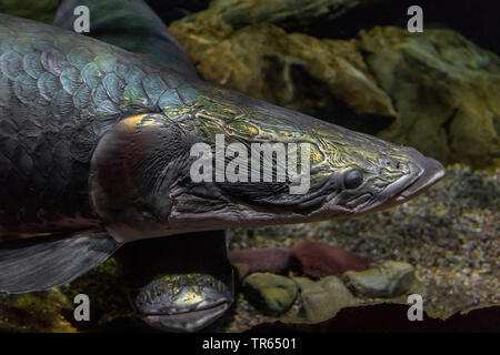 Pirarucu (Arapaima gigas), Porträt, größten Süßwasserfische Stockfoto