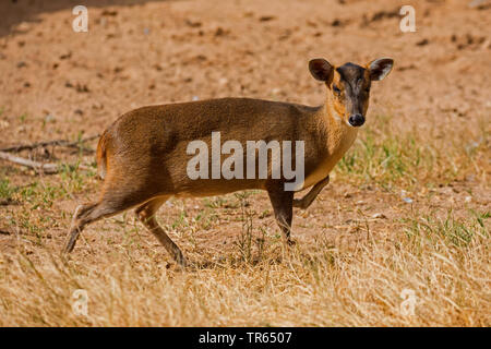 Chinese muntjac, Reeve muntjac (Muntiacus reevesi), Weibliche, Seitenansicht Stockfoto