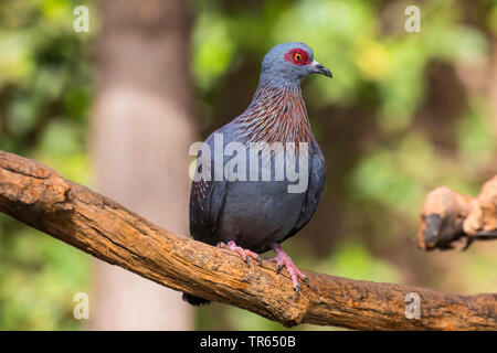 Feral rock Taube (Columba livia), sitzt auf einem Ast, USA, Arizona Stockfoto