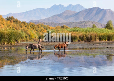 Inländische Pferd (Equus spec.), Wilde mustangs Fütterung Wasserpflanzen im flachen Wasser nach langer Trockenheit, frei erkundbare Pferd, USA, Arizona, Phoenix, Salt River Stockfoto