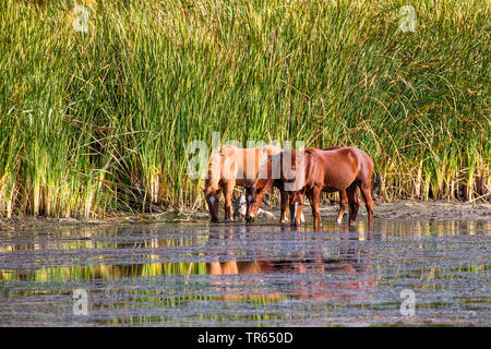 Inländische Pferd (Equus spec.), Wilde mustangs Fütterung Wasserpflanzen im flachen Wasser nach langer Trockenheit, frei erkundbare Pferd, USA, Arizona, Phoenix, Salt River Stockfoto