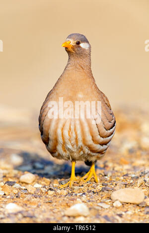 Sand Partridge (Ammoperdix heyi), auf dem Boden sitzend, Israel Stockfoto