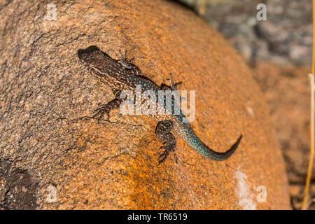 Side-blotched Lizard, Common Side-blotched Lizard (Uta stansburiana), male auf einem Felsen, USA, Arizona, Salt River Stockfoto