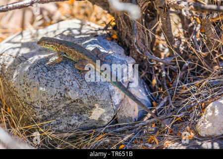 Side-blotched Lizard, Common Side-blotched Lizard (Uta stansburiana), male auf einem Stein, Seitenansicht, USA, Utah, Salt River Stockfoto