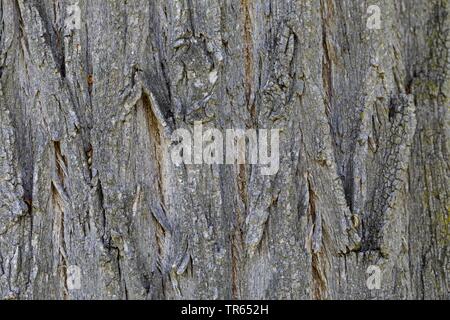 Robinie, gemeinsame Heuschrecke, Robinie (Robinia pseudo-Acacia, Robinia pseudoacacia, Robinia pseudacacia), Rinde, Deutschland Stockfoto