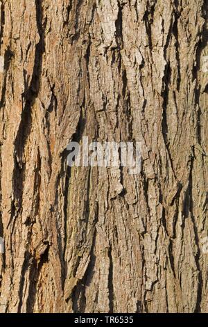 Silberweide (Salix Alba), Rinde, Deutschland Stockfoto