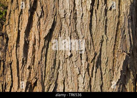 Silberweide (Salix Alba), Rinde, Deutschland Stockfoto