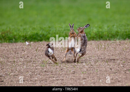 Europäische hase, feldhase (Lepus europaeus), drei Rivalen kämpfen auf einem Feld, Deutschland, Bayern, Niederbayern, Oberbayern Stockfoto
