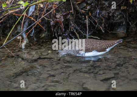 Green sandpiper (Tringa ochropus), tauchen den Kopf in das Wasser, Seitenansicht, Deutschland, Bayern, Niederbayern, Oberbayern Stockfoto