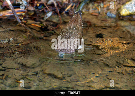 Green sandpiper (Tringa ochropus), tauchen den Kopf in das Wasser für die Suche nach Essen, Deutschland, Bayern, Niederbayern, Oberbayern Stockfoto