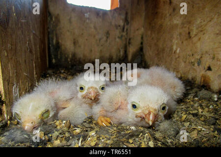 Europäische Kestrel, Eurasischen Kestrel, Alte Welt Kestrel, Turmfalke (Falco tinnunculus), Küken im Nest Box, Deutschland, Bayern, Niederbayern, Oberbayern Stockfoto