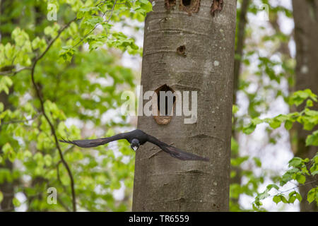 Schwarzspecht (Dryocopus martius), Weibliche fliegen weg von einem Specht Hohlraum, Deutschland, Bayern, Niederbayern, Oberbayern Stockfoto