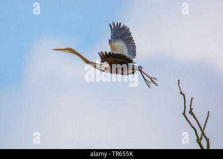 Purpurreiher (Ardea purpurea), weg von einer Baumkrone, Seitenansicht, Deutschland, Bayern, Niederbayern, Oberbayern Stockfoto