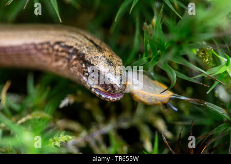 Europäische langsam Wurm, blindworm, Slow worm (Anguis fragilis), Fütterung eine Schnecke, Deutschland, Bayern, Niederbayern, Oberbayern Stockfoto