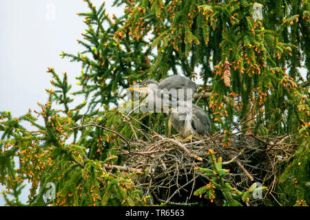 Graureiher (Ardea cinerea), zwei junge Vögel warten in einem Horst in einer Fichte, Deutschland, Bayern, Niederbayern, Oberbayern Stockfoto