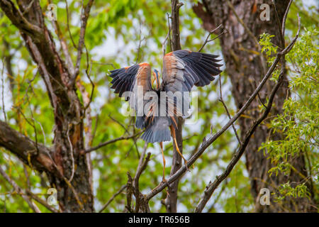 Purpurreiher (Ardea purpurea), zu der die Landung auf einem Zweig, Rückansicht, Deutschland, Bayern, Niederbayern, Oberbayern Stockfoto