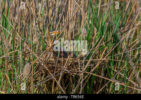 Purpurreiher (Ardea purpurea), sitzend auf einem Nest in den Schilfgürtel, Deutschland, Bayern, Niederbayern, Oberbayern Stockfoto