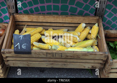 Indische Mais, Mais (Zea mays), Mais-Cob in Verkauf, Italien, Südtirol, Meran Stockfoto