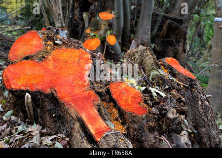 Common Alder, Black Alder, Europäische Erle (Alnus glutinosa), Baum Baumstümpfe eines Erle nach felling, Deutschland, Nordrhein-Westfalen Stockfoto