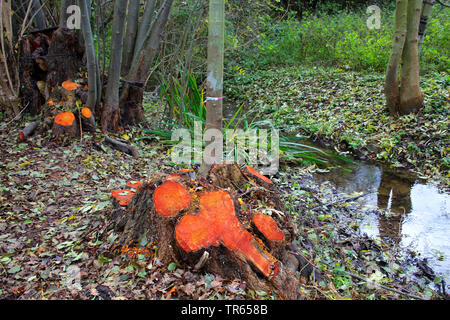 Common Alder, Black Alder, Europäische Erle (Alnus glutinosa), Baum Baumstümpfe eines Erle nach felling, Deutschland, Nordrhein-Westfalen Stockfoto