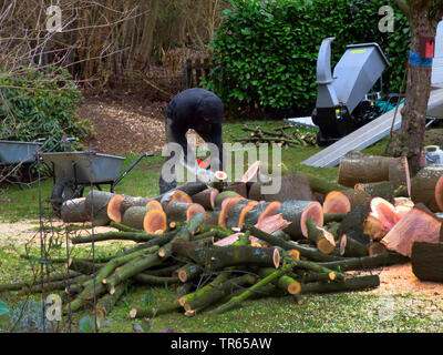 Roteiche (Quercus rubra), Einschlag einer Eiche im Garten, Deutschland, Nordrhein-Westfalen Stockfoto