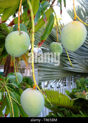 Mango (Mangifera indica), Mangos auf einem Baum, USA, Florida, Key West Stockfoto