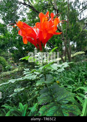 Kap Geißblatt (Tecomaria capensis, Tecoma capensis), blühende, Madeira, Funchal Stockfoto