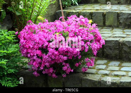 Kriechenden phlox Phlox, Moos, Moos Rosa, Berg Phlox (Phlox subulata), in einem Topf in einen Garten, Deutschland, Nordrhein-Westfalen, Weilerswist Stockfoto